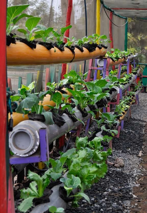 Rows of hydroponic PVC pipes growing kale and vegetables at GreenPekee Ecosolution