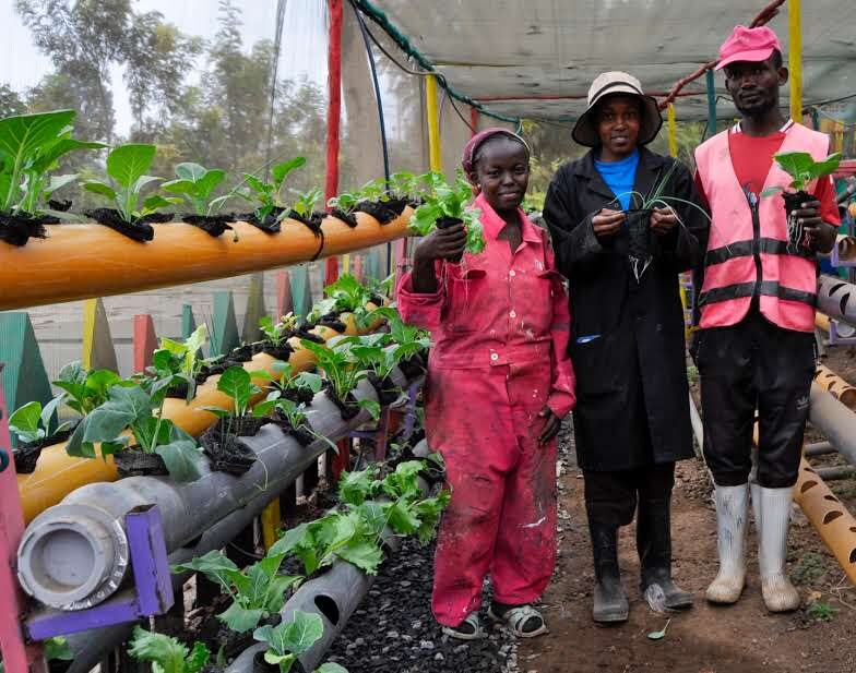 Three GreenPekee Ecosolution team members holding freshly picked seedlings